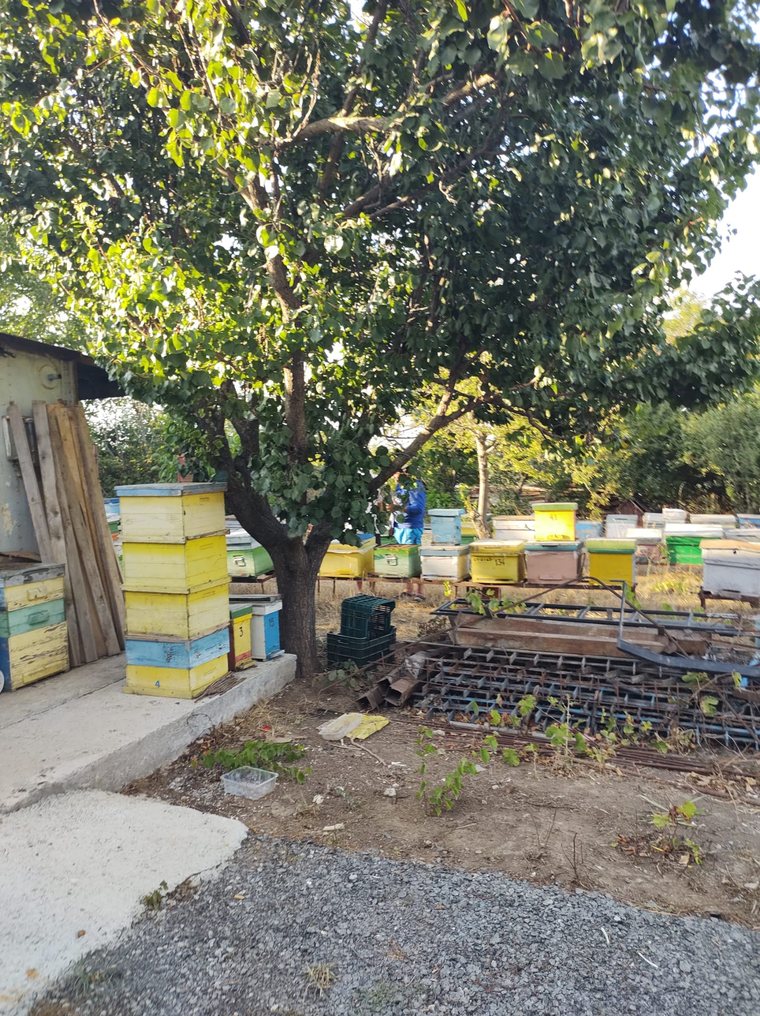 🐝beekeeping🐝