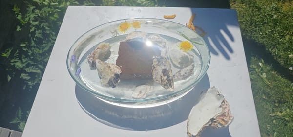 bird pond?