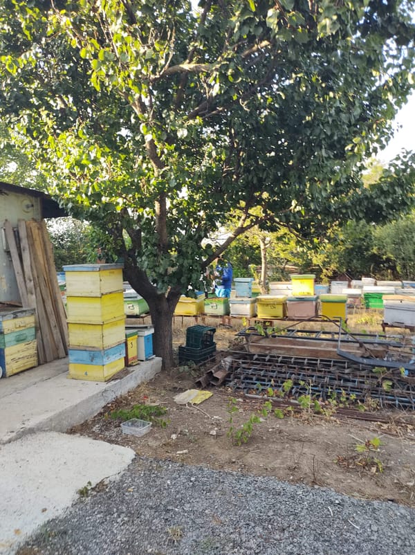 🐝beekeeping🐝